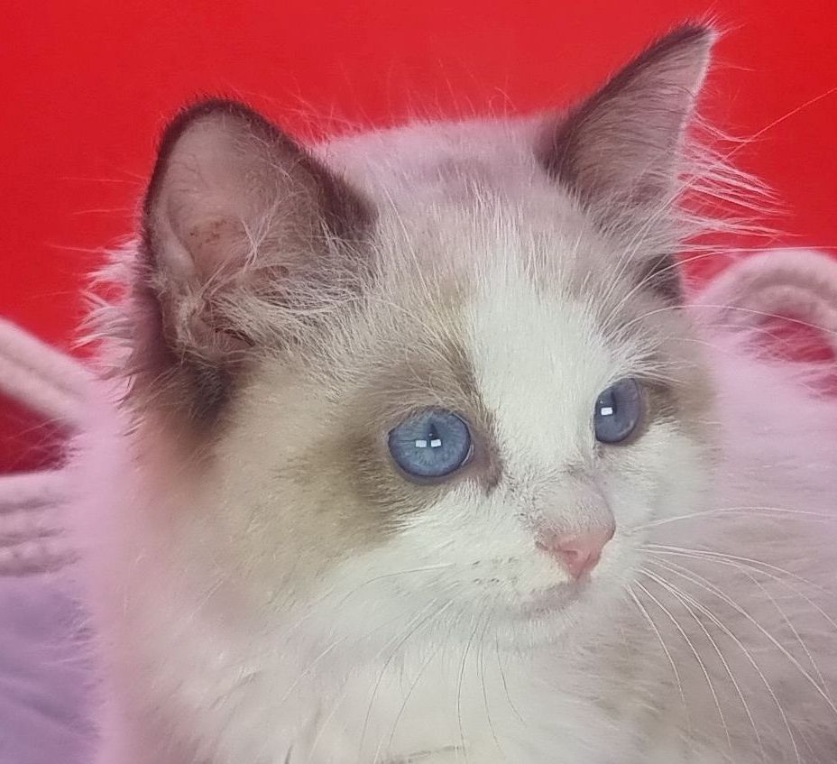 images/AvailableKittens/Spades website.jpg